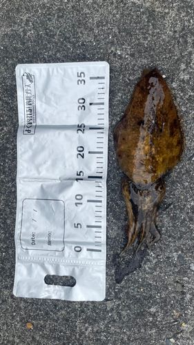 コウイカの釣果