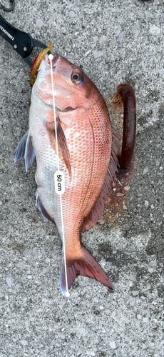 タイの釣果