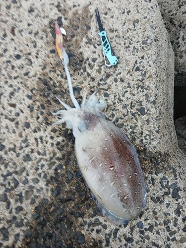 モンゴウイカの釣果