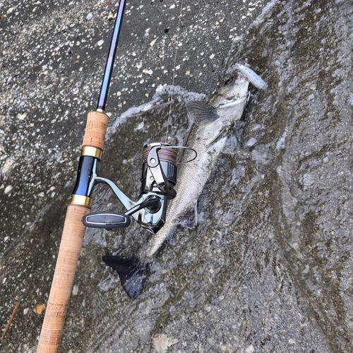 フッコ（マルスズキ）の釣果
