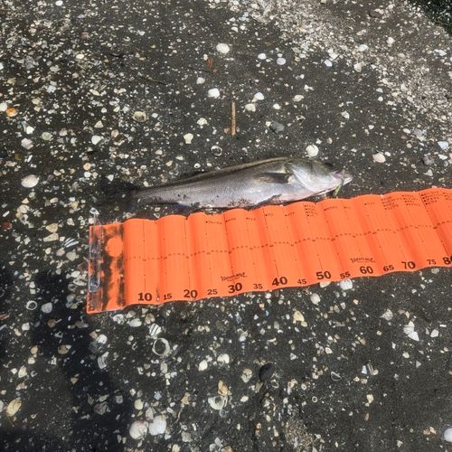 フッコ（マルスズキ）の釣果