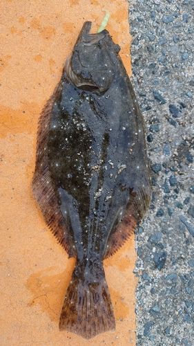 ヒラメの釣果