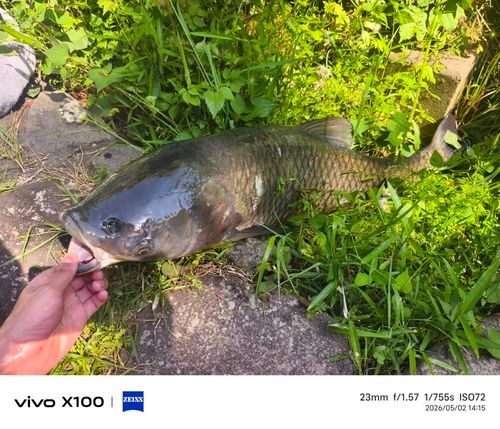 アオウオの釣果・釣り情報まとめ【2026年最新】 - アングラーズ | 釣果
