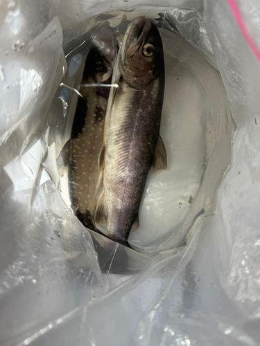 ヤマメの釣果