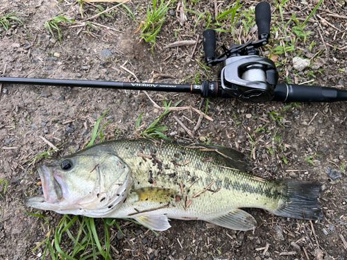 ラージマウスバスの釣果