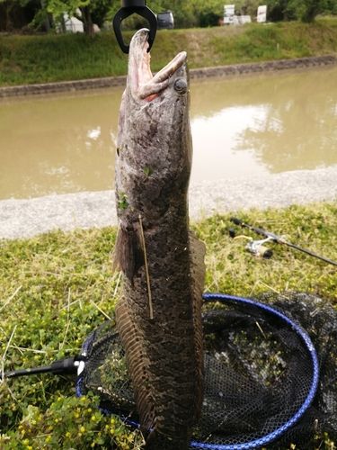 ライギョの釣果