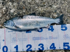 サクラマスの釣果