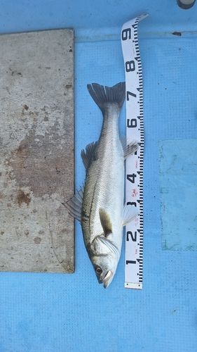 スズキの釣果