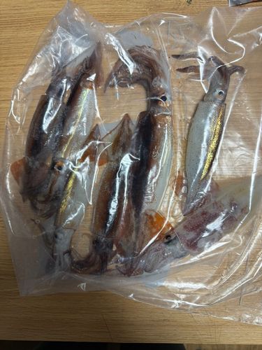 ムギイカの釣果