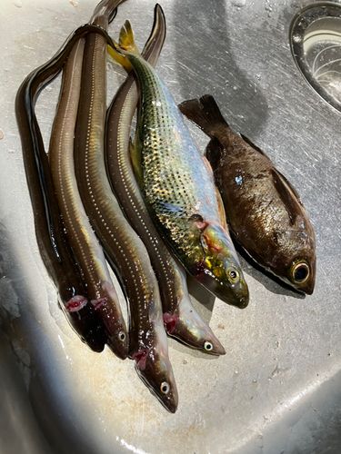 アナゴの釣果