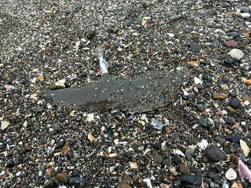 シタビラメの釣果