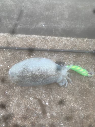 シリヤケイカの釣果