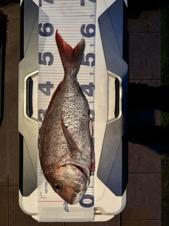 タイの釣果