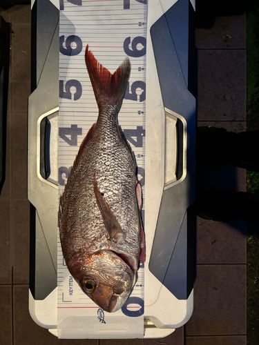 タイの釣果