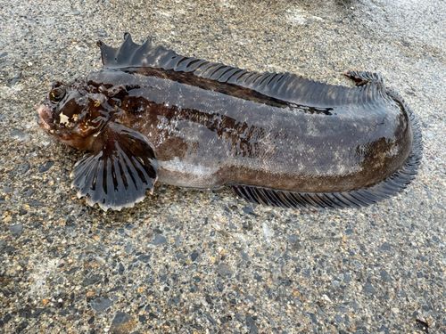 フサギンポの釣果