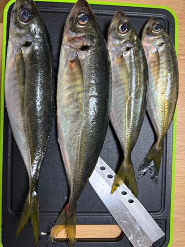 釣果
