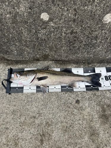 スズキの釣果