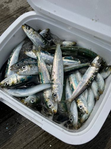 イワシの釣果