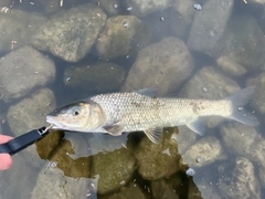 ニゴイの釣果