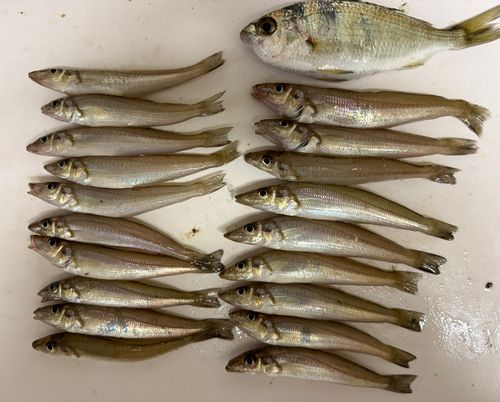 キスの釣果