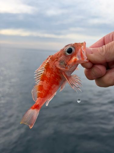ユメカサゴの釣果