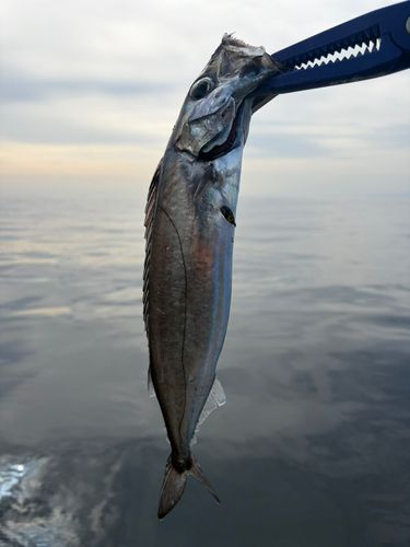 カゴカマスの釣果
