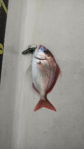 チダイの釣果