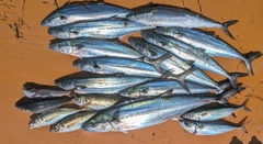 サワラの釣果