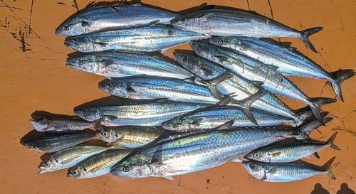 サワラの釣果