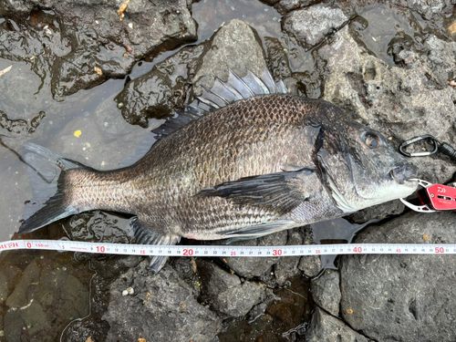 クロダイの釣果