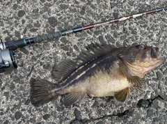 シマゾイの釣果