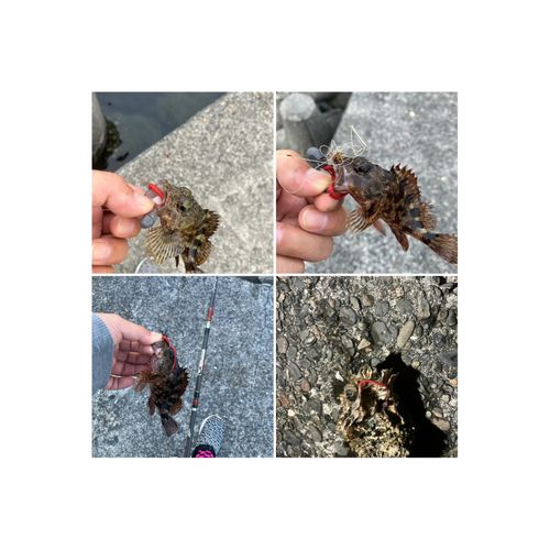 カサゴの釣果