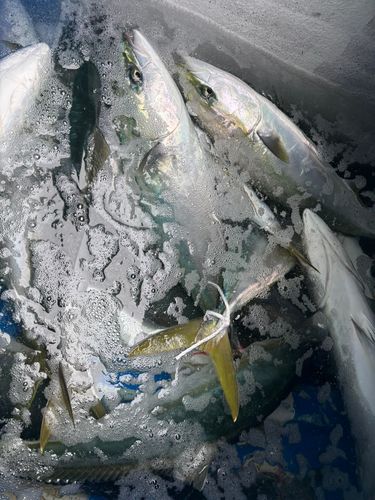 ハマチの釣果