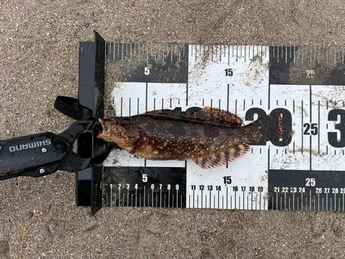 クジメの釣果