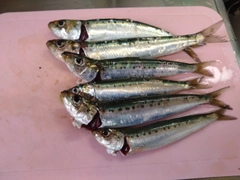 マイワシの釣果