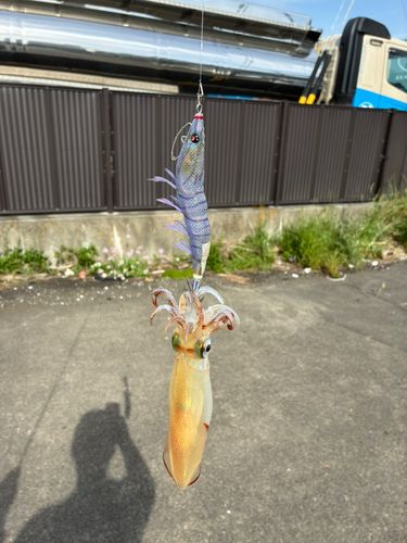 シロギスの釣果