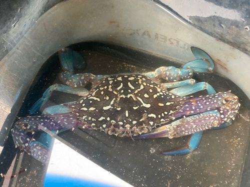 タイワンガザミの釣果