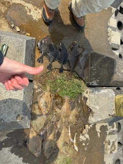 マガレイの釣果