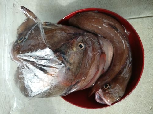 ドンコの釣果