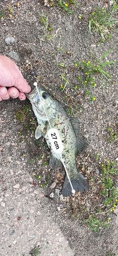 ブラックバスの釣果