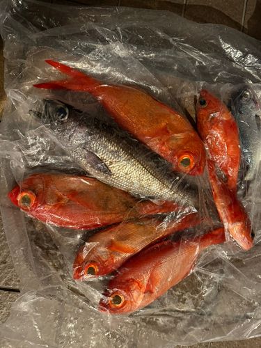 キンメダイの釣果