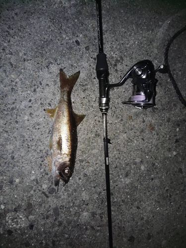 ムツの釣果