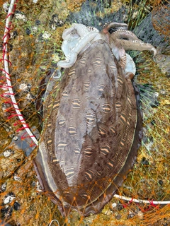 コウイカの釣果