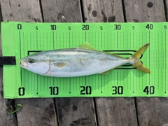 イナダの釣果