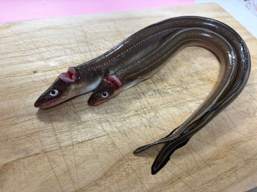 マアナゴの釣果