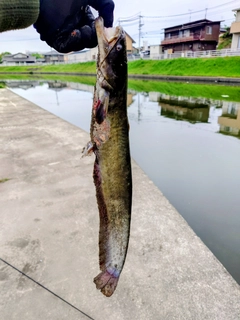 ニホンナマズの釣果