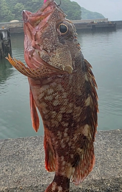 ガシラの釣果
