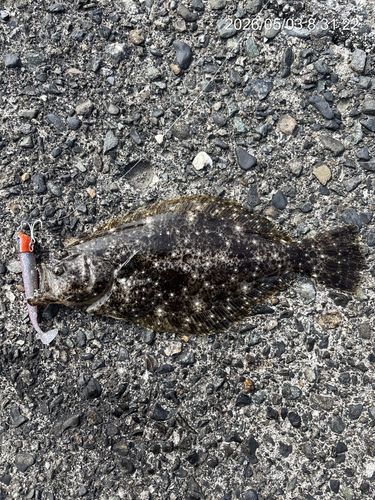 ソゲの釣果