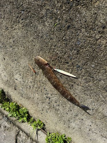 エソの釣果
