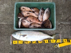 ヒラマサの釣果